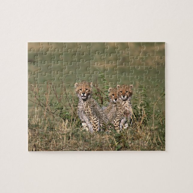 Puzzle Afrique; Kenya; Masai Mara; Trois guépards (Horizontal)