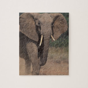 Puzzle Afrique, Kenya, Nanyuki, Mpala. Éléphant d'Afrique