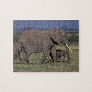 Puzzle Afrique, Kenya, Parc national d'Amboseli. Africain