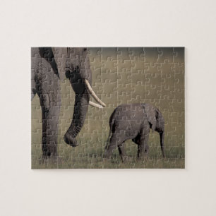Puzzle Afrique, Kenya, Parc national d'Amboseli. Africain
