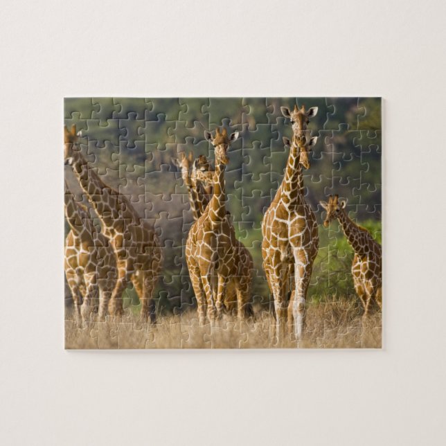 Puzzle Afrique. Kenya. Troupeau de Giraffes Réticulées (Horizontal)