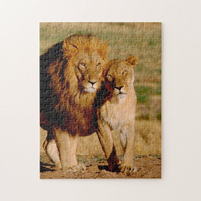 Puzzle Afrique, Namibie, Okonjima. Lion & Lion (Vertical)