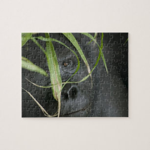 Puzzle Afrique, Ouganda, Bwindi