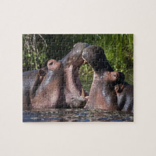 Puzzle Afrique. Tanzanie. Hippopotame à l'entraînement
