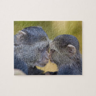 Puzzle Afrique. Tanzanie. Singe bleu mère avec jeune