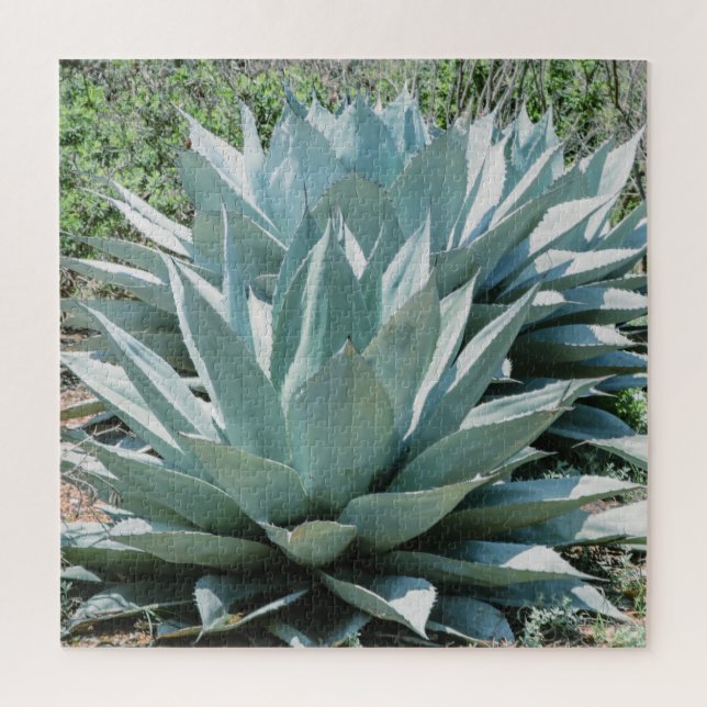 Puzzle Agave Succulent Plante Cactus Vert sauge (Vertical)