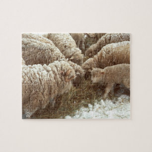 Puzzle Agneau