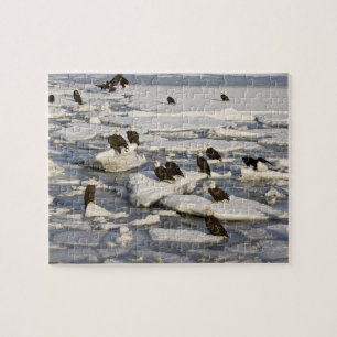 Puzzle Aigle, Haliaeetus leucocephalus, Homer, 2