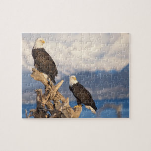 Puzzle aigle royal, Haliaeetus leuccocephalus, couple