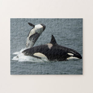 Puzzle Alaska Killer Whale Orca Photo