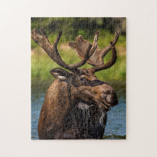 Puzzle Allaitement d'orignaux dans le parc national des G