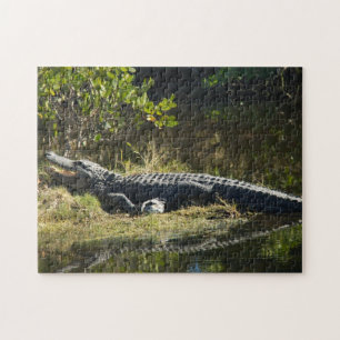 Puzzle Alligator au soleil de Floride