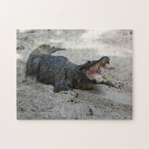 Puzzle Alligator, Fort Lauderdale, Floride