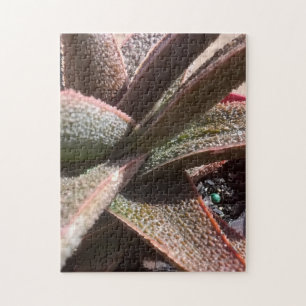 Puzzle aloès rouge de plante succulent 11" x 14" PC 252