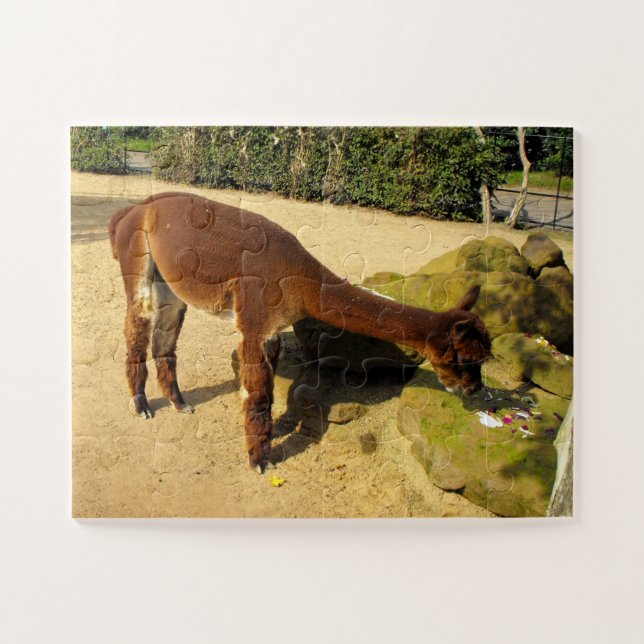 Puzzle Alpaca (Horizontal)