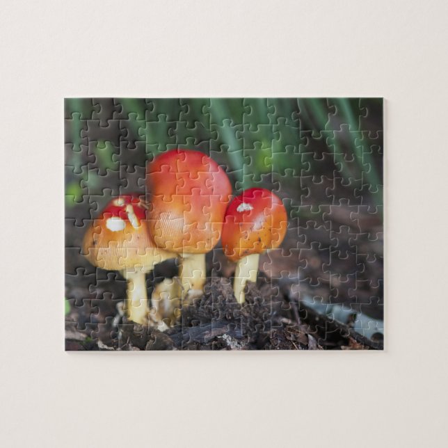 Puzzle Amanita family mushrom (Horizontal)