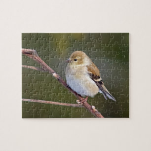 Puzzle Américain Goldfinch