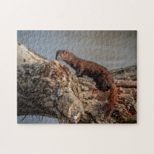 Puzzle American Mink
