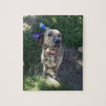 Puzzle American Pit Bull Terrier