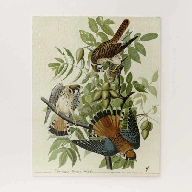 Puzzle American Sparrow Hawk - Audubon's Birds of America (Vertical)