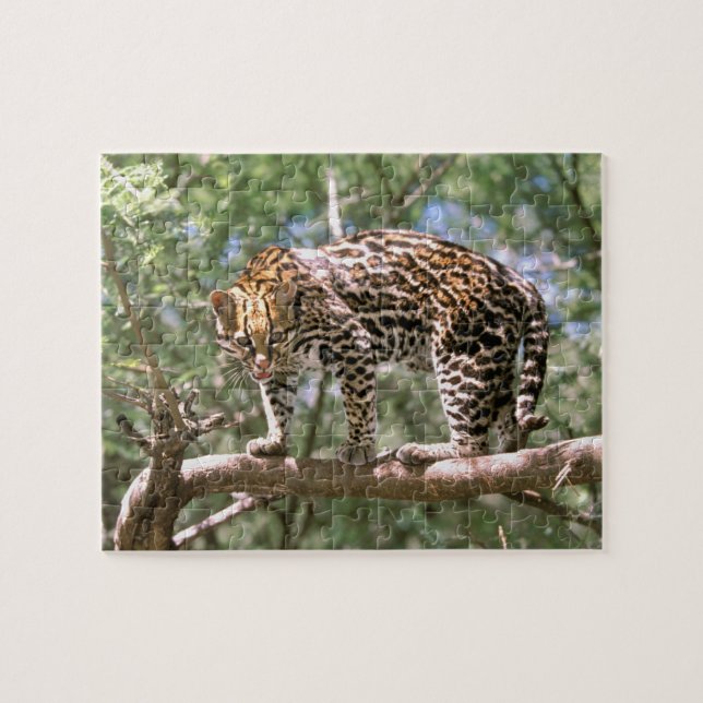 Puzzle Amérique du Sud, Equateur, Amazonie. Ocelot (Horizontal)