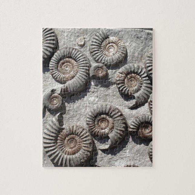 Puzzle ammonites fossiles multiples du Lower Lias (Vertical)