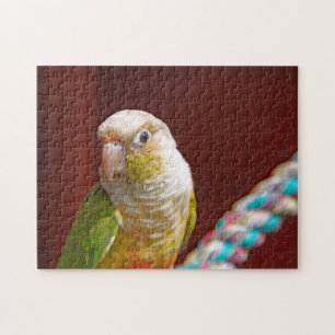 Puzzle ananas Conure