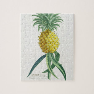 Puzzle Ananas gravé par Johann Jakob Haid (1704-67)