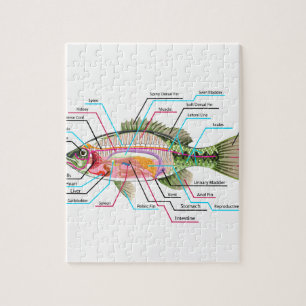 Puzzle Anatomie de diagramme d'art de vecteur d'organes