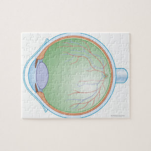 Puzzle Anatomie de l'oeil humain
