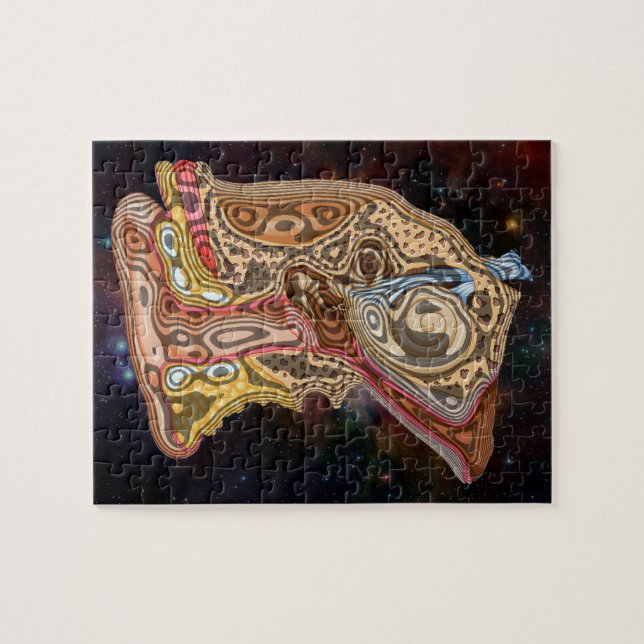 PUZZLE ANATOMIE DE L'OREILLE ARTISTIQUE (Horizontal)