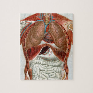 Puzzle Anatomie du corps humain