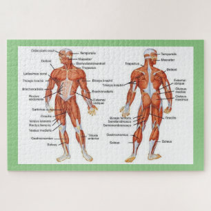 Puzzle Anatomie humaine