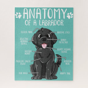 Puzzle anatomie labrador récupérateur noir chien propriét