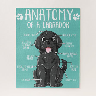 Puzzle anatomie labrador récupérateur noir chien propriét