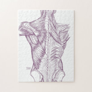 Puzzle Anatomie vintage dessinant les muscles du dos