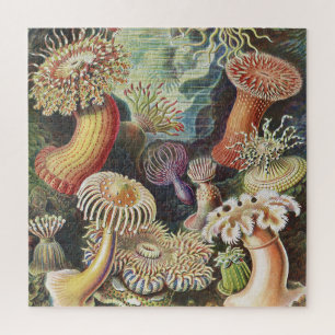 Puzzle Anémones de mer, Actiniae Seeanemonen Ernst Haeck