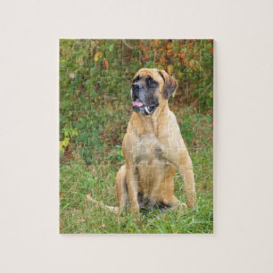Puzzle anglais se reposant de chien de mastiff