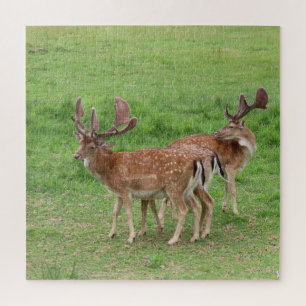 Puzzle animal, cerf, nature, faune, sauvage, cerf, forêt