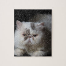 animal, chat, blanc, animal familier, chaton, isol