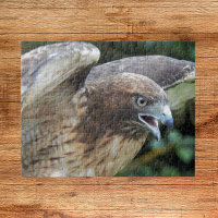 Animal de rapace de faucon à queue rousse
