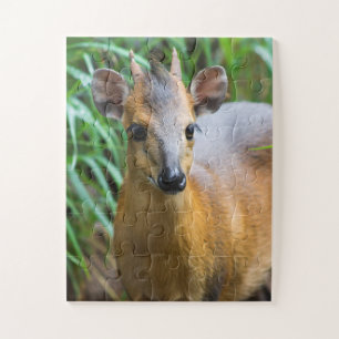 Puzzle animal du zoo pour enfants