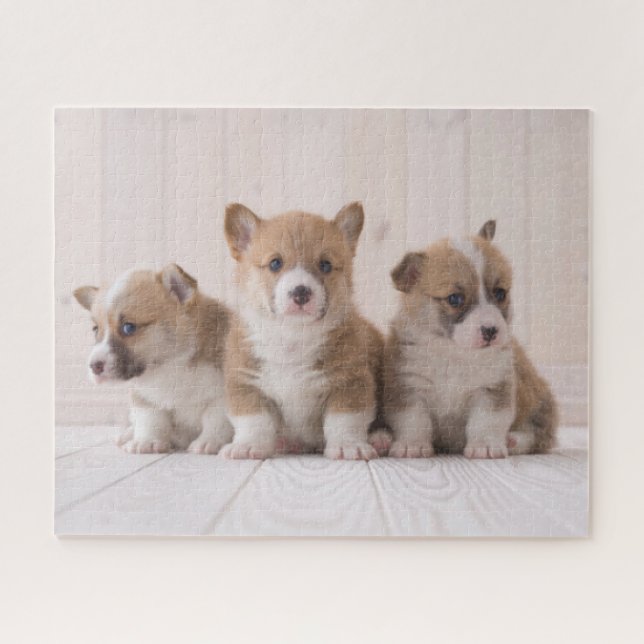 Puzzle Animaux de bébés cutest | 3 Baby Corgis (Horizontal)