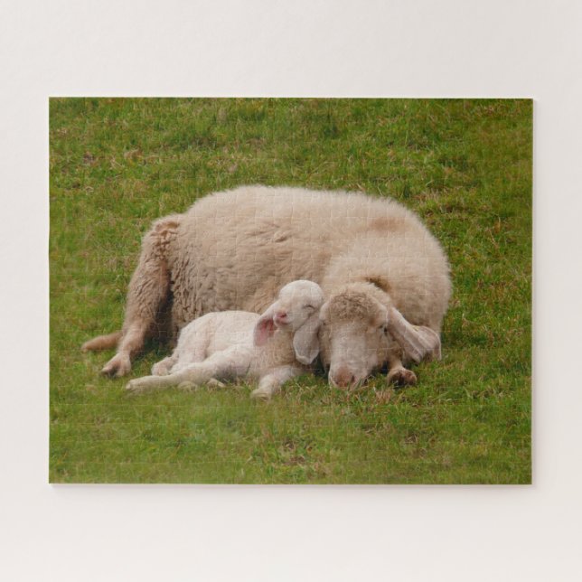 Puzzle Animaux de bébés cutest | Agneau dormant souriant (Horizontal)