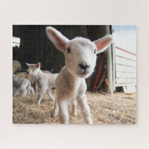 Puzzle Animaux de bébés cutest   Agneau mignon dans une f