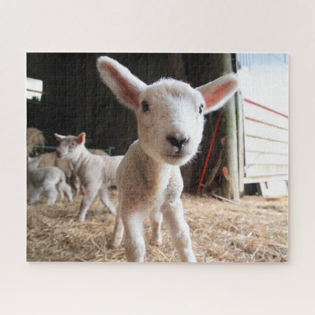 Puzzle Animaux de bébés cutest | Agneau mignon dans une f (Horizontal)