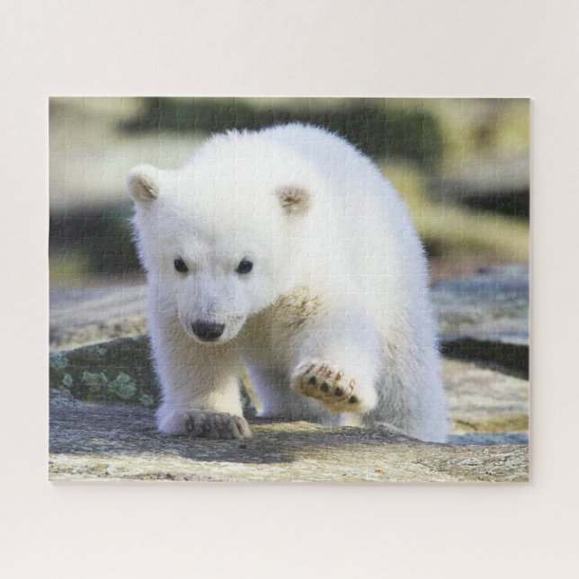 Puzzle Animaux de bébés cutest | Bébé Ours polaire (Horizontal)