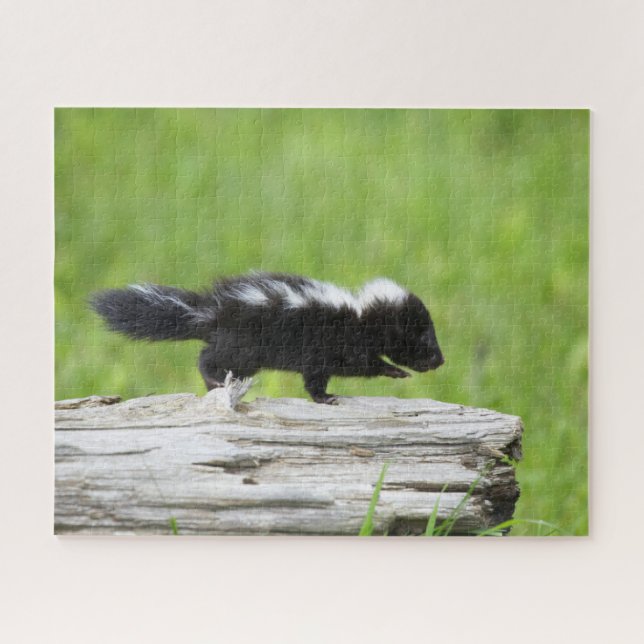 Puzzle Animaux de bébés cutest | Bébé Skunk (Horizontal)