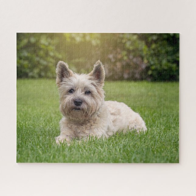 Puzzle Animaux de bébés cutest | Cairn Terrier Dog (Horizontal)