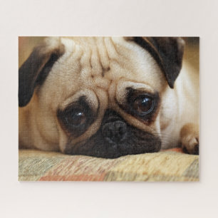 Puzzle Animaux de bébés cutest   Carlin bébé chiot